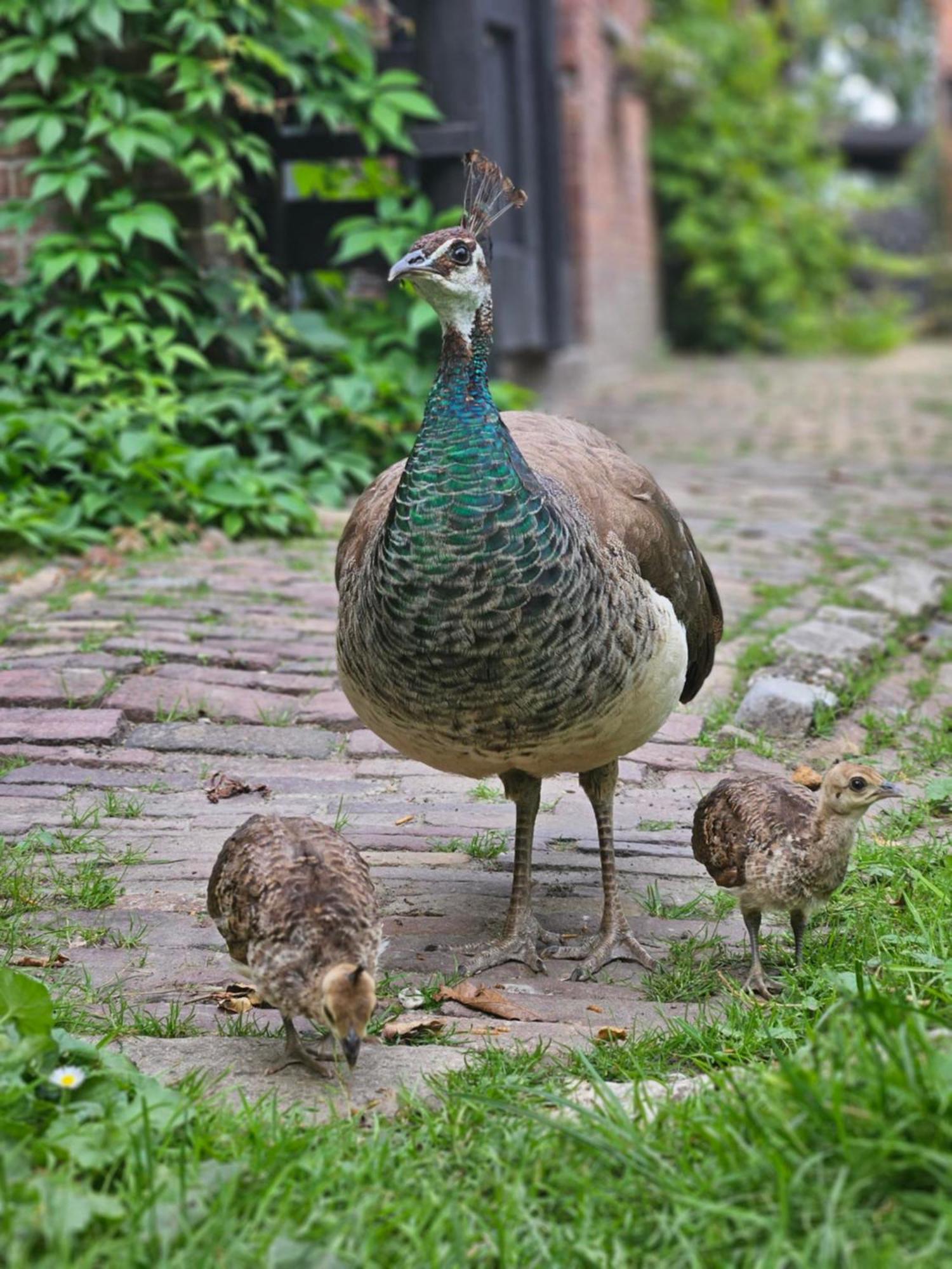 De Zeeuwsche Hoeve 2*