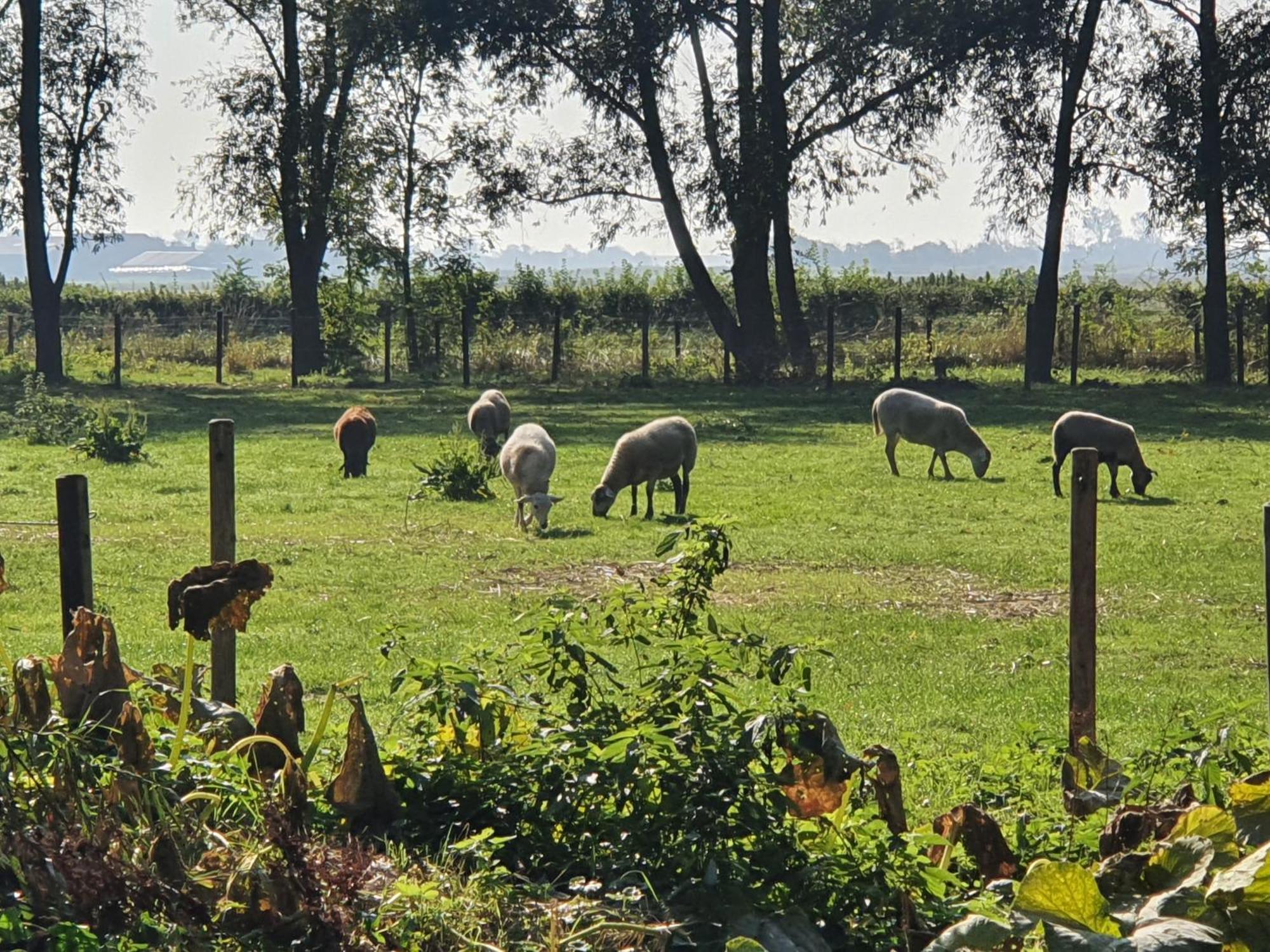 Bed & Breakfast De Zeeuwsche Hoeve Kerkwerve